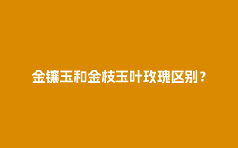 金镶玉和金枝玉叶玫瑰区别？