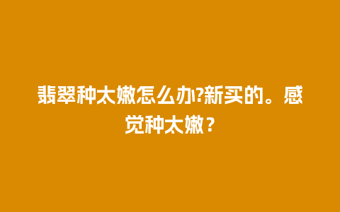 翡翠种太嫩怎么办?新买的。感觉种太嫩？