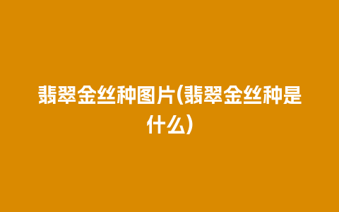 翡翠金丝种图片(翡翠金丝种是什么)
