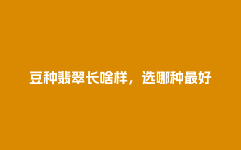 豆种翡翠长啥样，选哪种最好