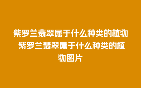 紫罗兰翡翠属于什么种类的植物 紫罗兰翡翠属于什么种类的植物图片