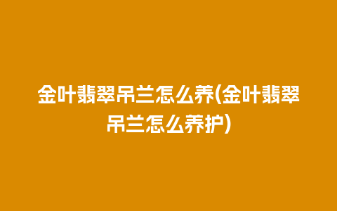 金叶翡翠吊兰怎么养(金叶翡翠吊兰怎么养护)