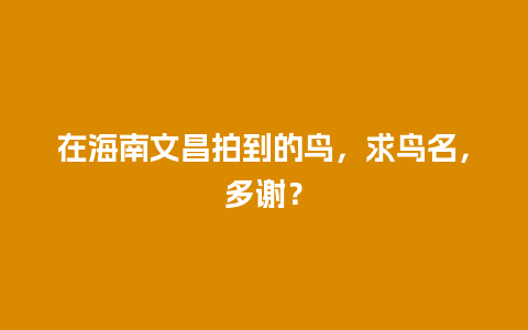 在海南文昌拍到的鸟，求鸟名，多谢？