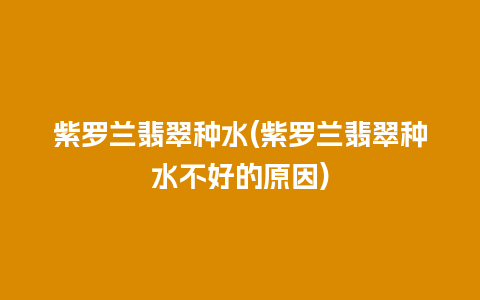 紫罗兰翡翠种水(紫罗兰翡翠种水不好的原因)